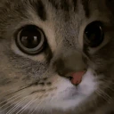 meow emote