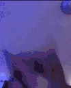 CatDisco emote