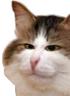 kiisu_face emote