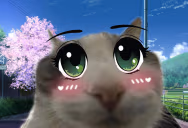 wiresu emote