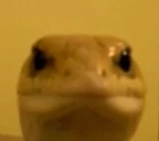 Stare emote