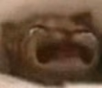 wahcat emote