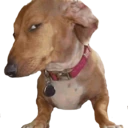 sideEye emote