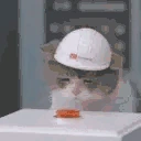 catNuke emote