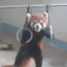 Red_Panda_Swole emote