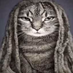 cat_reggae emote
