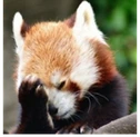 redpanda_facepalm emote