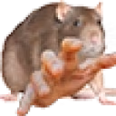 GrabRat emote