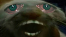 dds