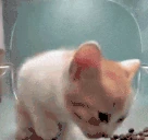 Jumpscare emote