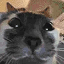 STARE emote