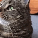 keylimecat emote
