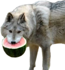 MelonWolf emote