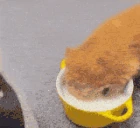 drinkinmymilj emote