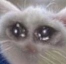 AboutToCry static emote