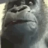 Ayo emote