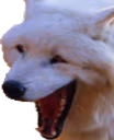 KEKWolf emote