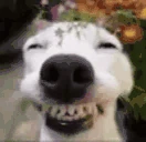 DogLookingSussyAndHappy emoji