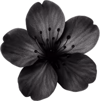 Blacksakuraflower emote