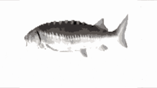 fish animated emote