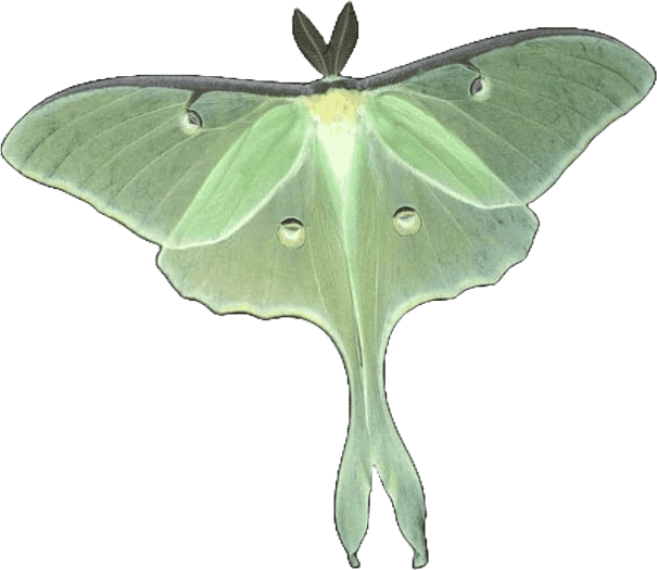 lunamoth emoji