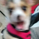 DogOMG emote