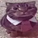 catsitting emote