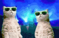 catrave animated emote