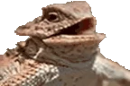 HeHeHe emote