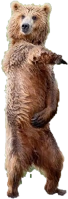 bear_default emote