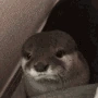 otterhide emote