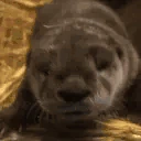 OtterYawn emote