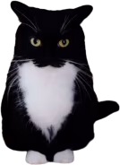 silly_cat emote