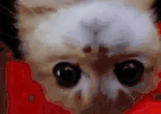 strayaragey animated emote