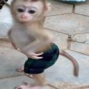 GayMonkey static emote