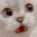 gaspCat emote