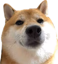 CE_DogeLook emote