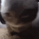 chipichipi emote