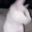 catJAM emote