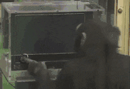 Lootge animated emote