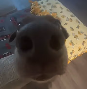 SniffDog emote