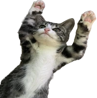 Cat emote