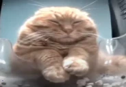 wih emote