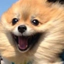 Dog_Happy_Smile emote