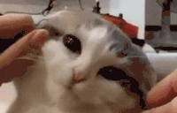 catSmoosh emote