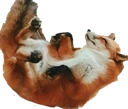 fox_play_dead emote