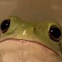 Frog_stare emote