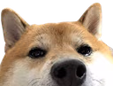 animal_shiba_lurk_peek emote