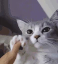 cute emote