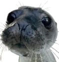 finnegas emote